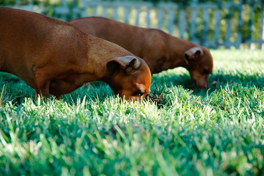 Puppies in the grass